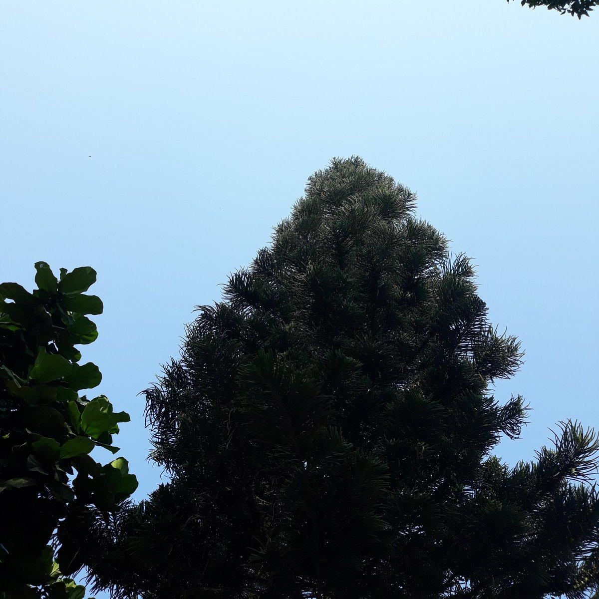 lileanda7's tweet photo. 🌲 https://t.co/mrwRz32lSK
