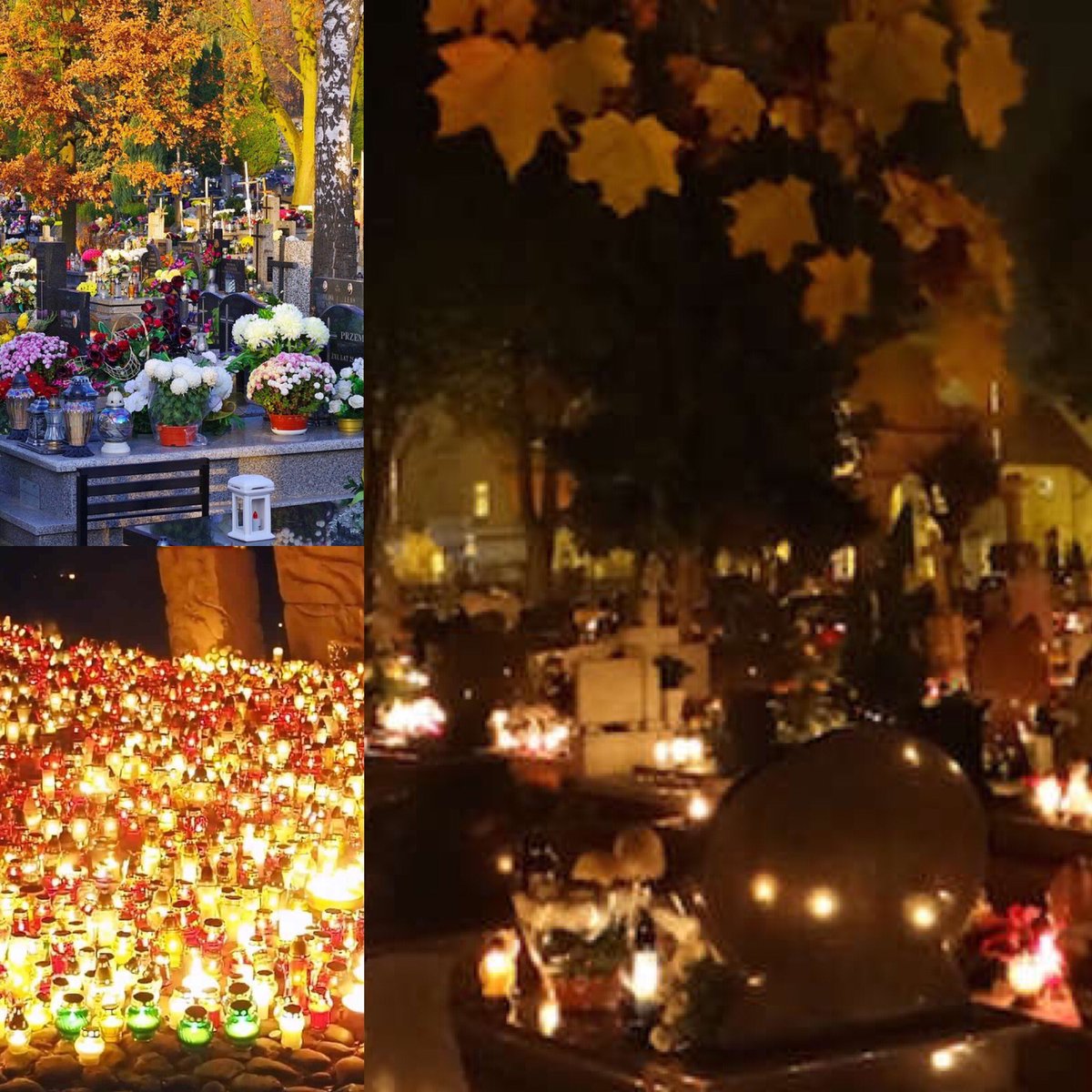 Un Feliz Día de Santos.
A Happy all Saints Day 🇪🇸🇪🇸🇪🇸🇪🇸🌻💐🌼💐💐💐.
#floreselmoralfarm, #DiadelosSantos #DiadeSantosEspaña #rosesfloreselmoralfarm. #FlowersOfColombia #Alstroemeriasfloreselmoralfarm #Sant