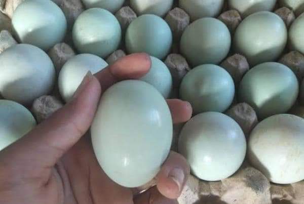 Excel_Dee's tweet photo. POC insl  aa25.

Cara membuat pupuk organik cair AA25(asam amino 2.500) instan tanpa fermentasi
Bahan nya :
Satu butir telur ayam / bebek lebih bagus.
Air 10 liter.
Cara membuat:
Pecahkan telur ke dalam ember lalu kocok sampai benar² rata https://t.co/r4qGyLPjgP