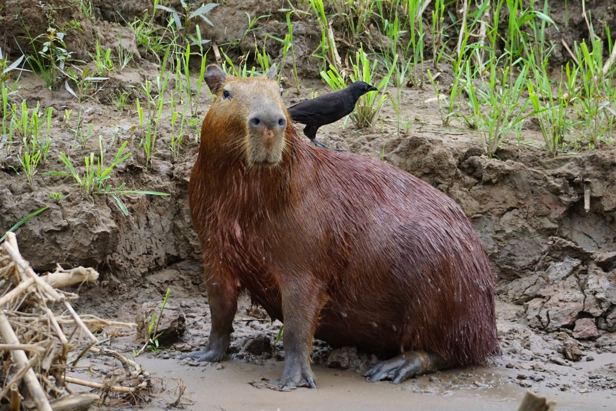 Lucy Millington 🐒 (@lucymillington3) on Twitter photo A capybara with a giant cowbird (a "cleaner" bird)
#fieldwork #biodiversity #conservation #ecology #Tambopata #Peru #phdlife #capybara #mammals <a href="/MMUEcolEnv/">Ecology & Environment Research Centre @ManMetUni</a> <a href="/RainforestEx/">Rainforest Expeditions</a> <a href="/HuwLloydperu/">Huw Lloyd</a> <a href="/EliasSymeonakis/">Elias Symeonakis</a> @CMBettridge A capybara with a giant cowbird (a "cleaner" bird)
#fieldwork #biodiversity #conservation #ecology #Tambopata #Peru #phdlife #capybara #mammals <a href="/MMUEcolEnv/">Ecology & Environment Research Centre @ManMetUni</a> <a href="/RainforestEx/">Rainforest Expeditions</a> <a href="/HuwLloydperu/">Huw Lloyd</a> <a href="/EliasSymeonakis/">Elias Symeonakis</a> @CMBettridge