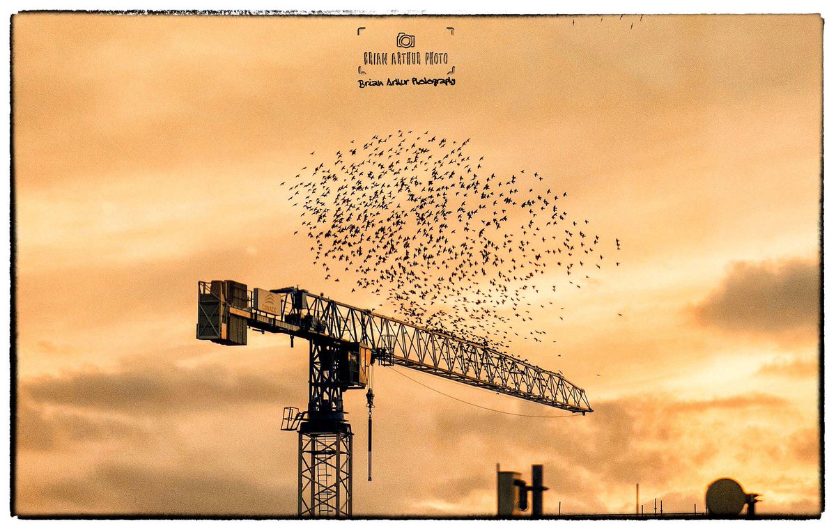 A chattering of starlings (I think ?) come in to land on a crane high up over limerick city tonight, seen from the International Rugby Experience on O'Connell street. @IRELimerick @Limerick_ie
