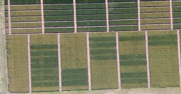Facundo Camerini (@facundocamerin2) on Twitter photo Variedad susceptible a roya amarilla y mancha amarilla. NO es la mejor foto, pero se ve la importancia de una estrategia de dos aplicaciones para esta situacion.
➡️Variedad × rotacion x clima x fungicidas
🌾🍄🧐
Campo experimental BASF Tandil
<a href="/BASF_Agro_ARG/">BASF Agro Argentina</a> Nicolas Cuesta Variedad susceptible a roya amarilla y mancha amarilla. NO es la mejor foto, pero se ve la importancia de una estrategia de dos aplicaciones para esta situacion.
➡️Variedad × rotacion x clima x fungicidas
🌾🍄🧐
Campo experimental BASF Tandil
<a href="/BASF_Agro_ARG/">BASF Agro Argentina</a> Nicolas Cuesta