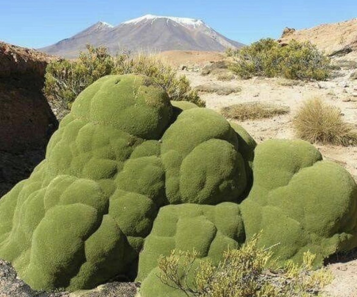 historyinmemes's tweet image. In the Atacama Desert in Chile, there's a 3,000-year-old, densely packed shrub called llareta. It looks like moss covering rocks, but it's actually a cluster of branches and leaves that is so hard you can stand on it.

Yareta or llareta is an evergreen perennial with a low,…