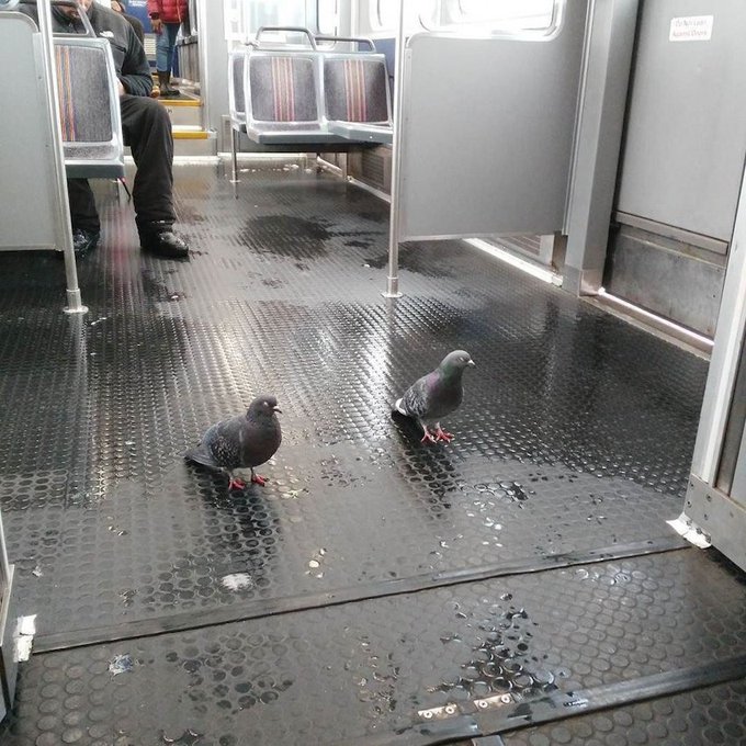 a_london_pigeon's tweet image. Dublin's 54-station tram/light rail system is handy in rough weather 
📷  Courtney @ccourtne #February2017