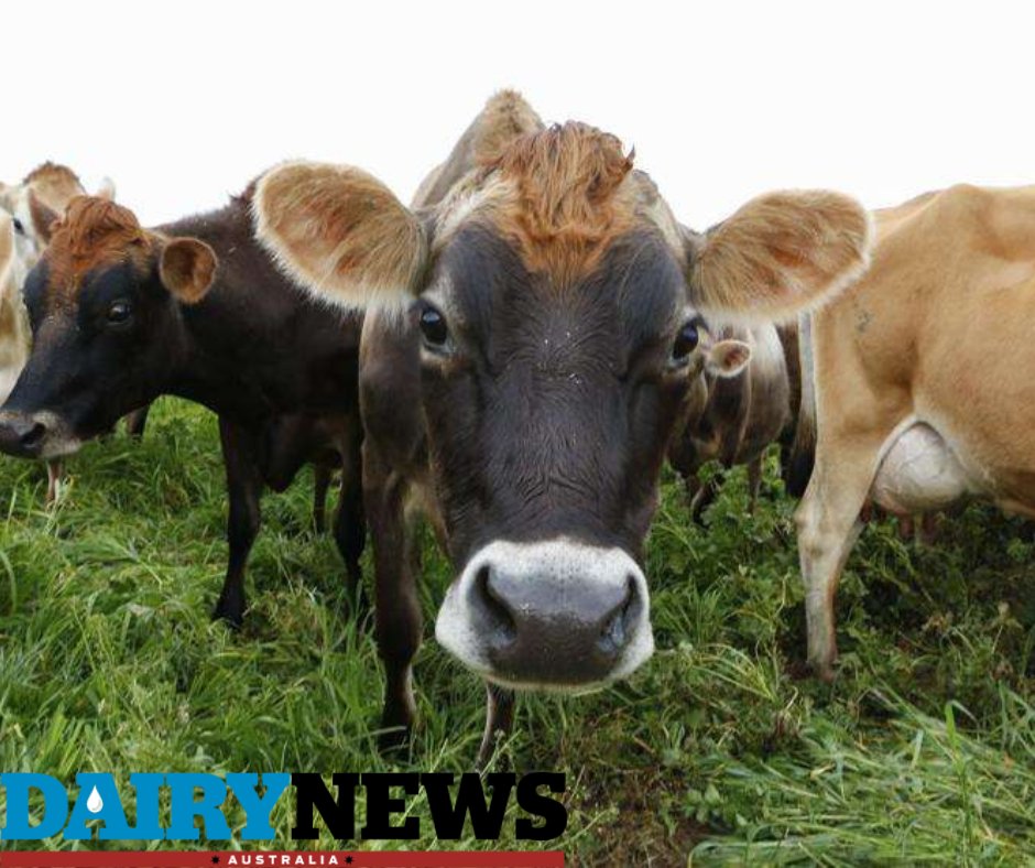 🚀 Young SW Victorian farmers are set to explore Kiwi farming magic in New Zealand next year! 🌾 DemoDAIRY Foundation is sponsoring up to 18 farmers and service providers. 🐄🌿Read the full story here: dairynewsaustralia.com.au/news/young-sou…