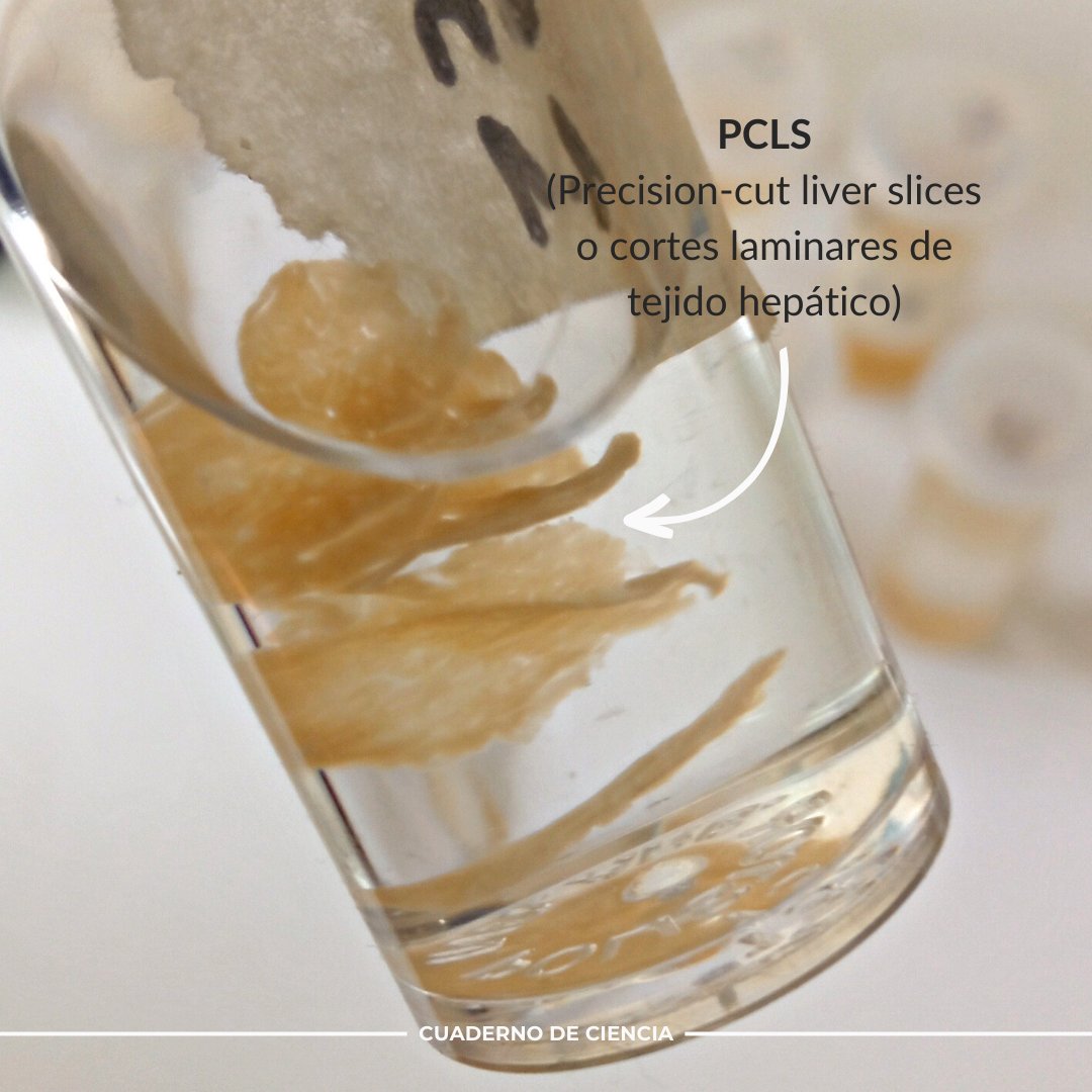 CuadernoCiencia's tweet image. Una vez más, ingresaron PCLS (cortes laminares de tejido hepático) provenientes de ensayos realizados por el Laboratorio de Farmacología de @fcv_unicen y @CIVETAN_CONICET.
Habrá que procesar, cortar, teñir y evaluar. 🔬

Work! Work! 💪🏻

#histología #histology #PCLS