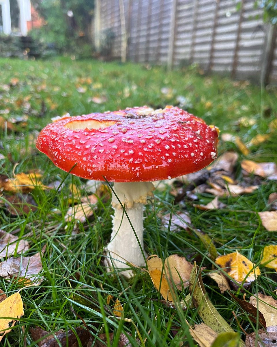 NatCBrooks's tweet photo. More cool toadstools in the garden! 🍄🧚🏼♀️🍂🍁✨
#toadstools🍄 #fairygarden #magical #spiritual #agaric #flyagaric🍄 #autumn🍁 #halloween https://t.co/EyBa237INp