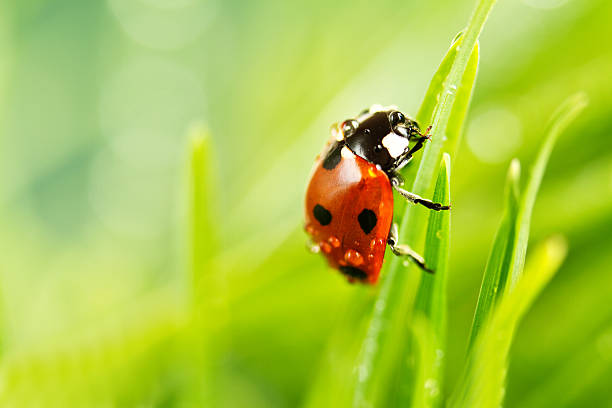 binfordinsect's tweet image. Did you know that ladybugs are a natural pest control solution? Learn more about natural pest control methods on our website: binfordinsectcontrol.net/education/. #pestcontrolmethods #naturalpestcontrol