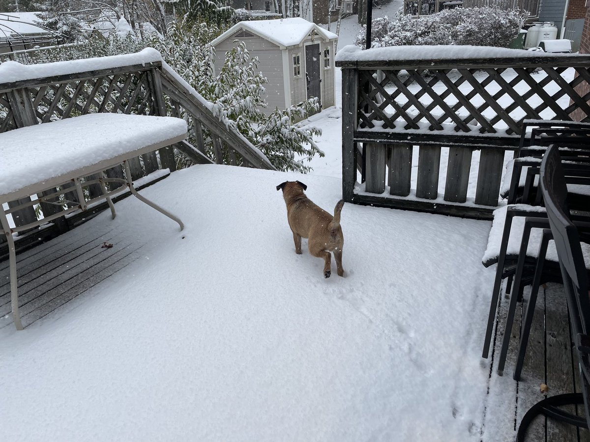Hubble_BTerrier's tweet photo. WTD? Look at the snow! 😃❄️❄️❄️ Suddenly I'm excited for winter. This snowfall is only temporary and will disappear in a day or two, but it's a sign of what's to come. 😁 #NSStorm #BTPosse #DogsOfHalifax https://t.co/VRHRBZ05sO
