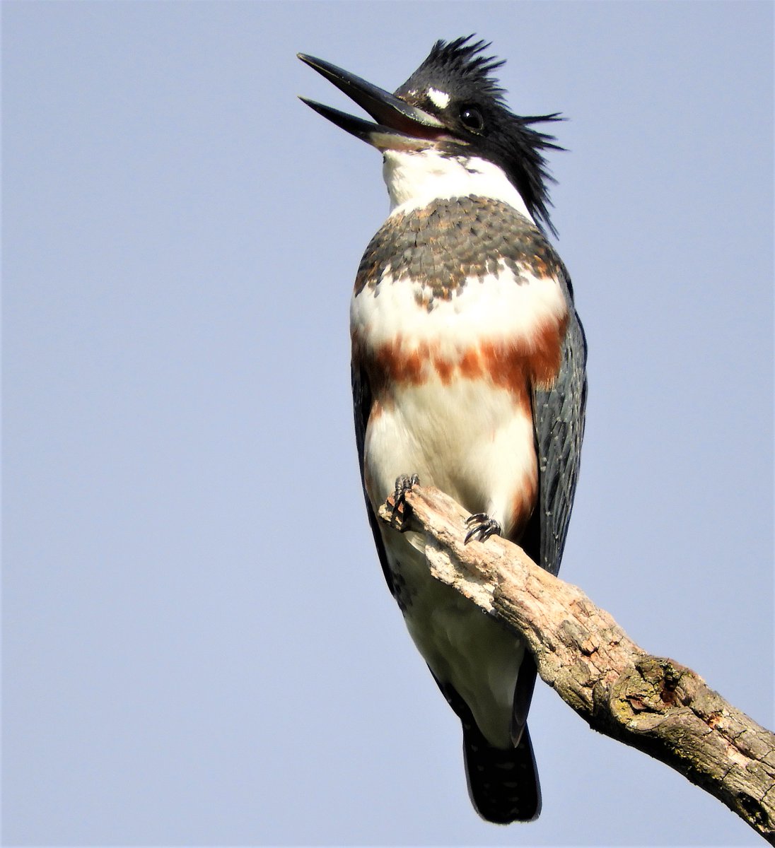 #MyBirdPic is a female Belted Kingfisher in Burnaby, BC, Canada