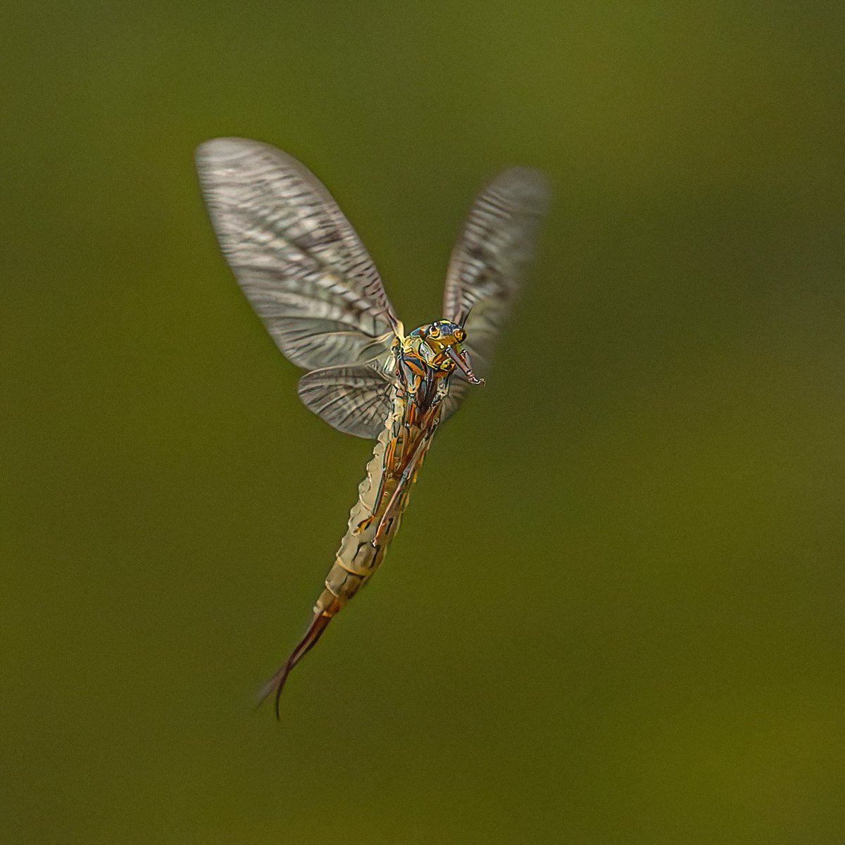 macro_action's tweet photo. Emergence.

Mayfly {Ephemeroptera) taking it's first view of the non water world. https://t.co/aZRLJ5VGH3