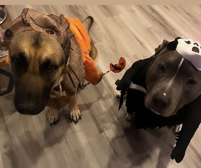 Babies in their costumes lol 😂 🎃🐾 https://t.co/i5ueYQtAF1