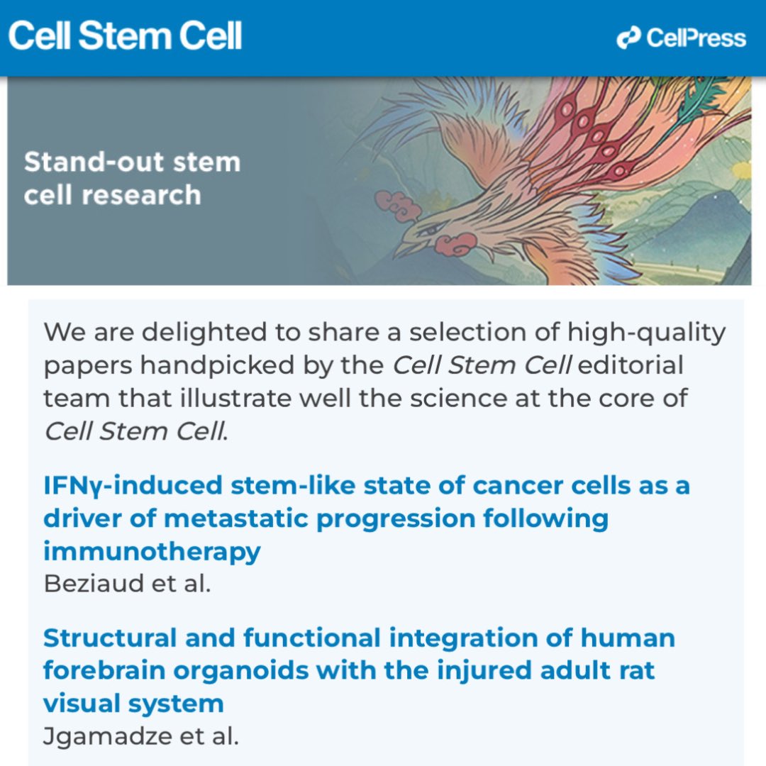 BrainRepairLab (Dr. Isaac Chen Lab) (@brainrepairlab) on Twitter photo Thank you so much to <a href="/CellStemCell/">Cell Stem Cell</a> for highlighting our paper and including it in their stand-out stem cell research list!!
Check the paper out here: cell.com/cell-stem-cell… 
<a href="/PennNSG/">Penn Neurosurgery</a> Thank you so much to <a href="/CellStemCell/">Cell Stem Cell</a> for highlighting our paper and including it in their stand-out stem cell research list!!
Check the paper out here: cell.com/cell-stem-cell… 
<a href="/PennNSG/">Penn Neurosurgery</a>