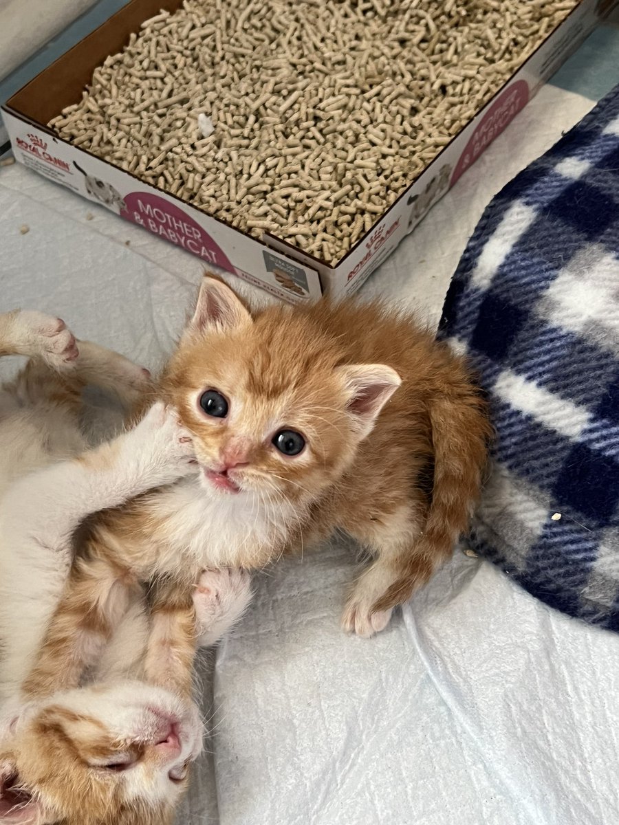 And just like that, all 6 of our Amazing Oranges are finally in their #ForeverHome. It’s been a wonderful summer watching them all grow and blossom into the sweet, loving cats they all became. Thank you all for coming along in their journey with me. Here’s to bright futures 🍊🧡