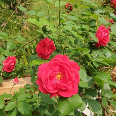 luna lunic tweet media