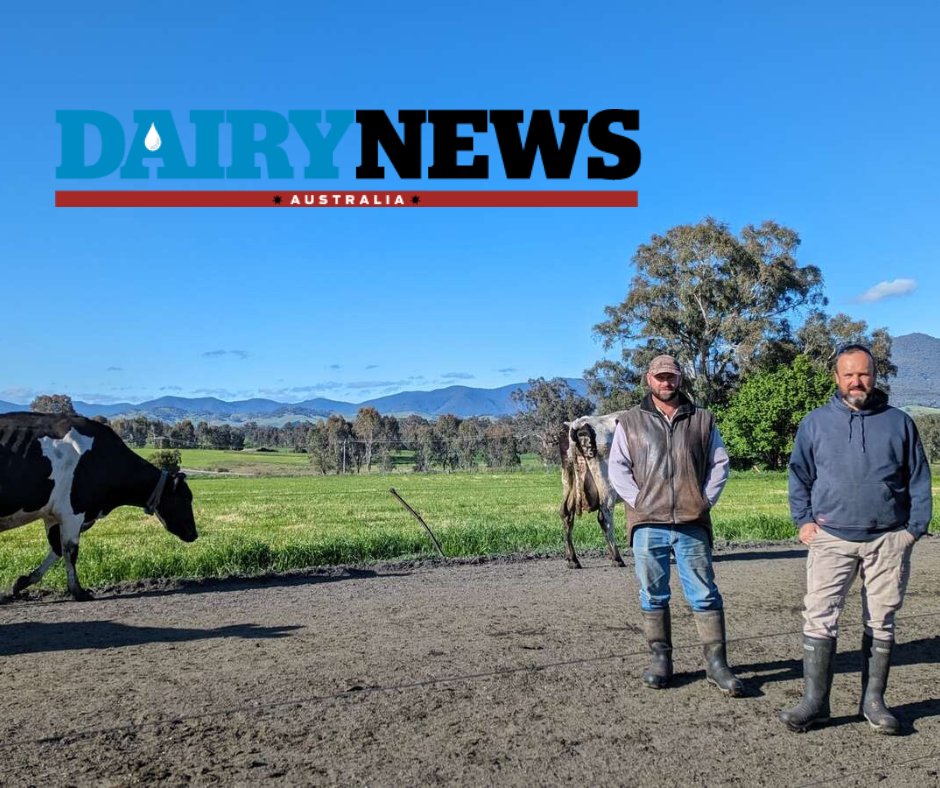 🐄🥛 Dairy champs of the Kiewa Valley! 🏆 These top 100 dairy farmers in Australia know the secret to a low Bulk Milk Cell Count (BMCC) - attention to detail! 📈✨Full story here: dairynewsaustralia.com.au/news/doing-sma…