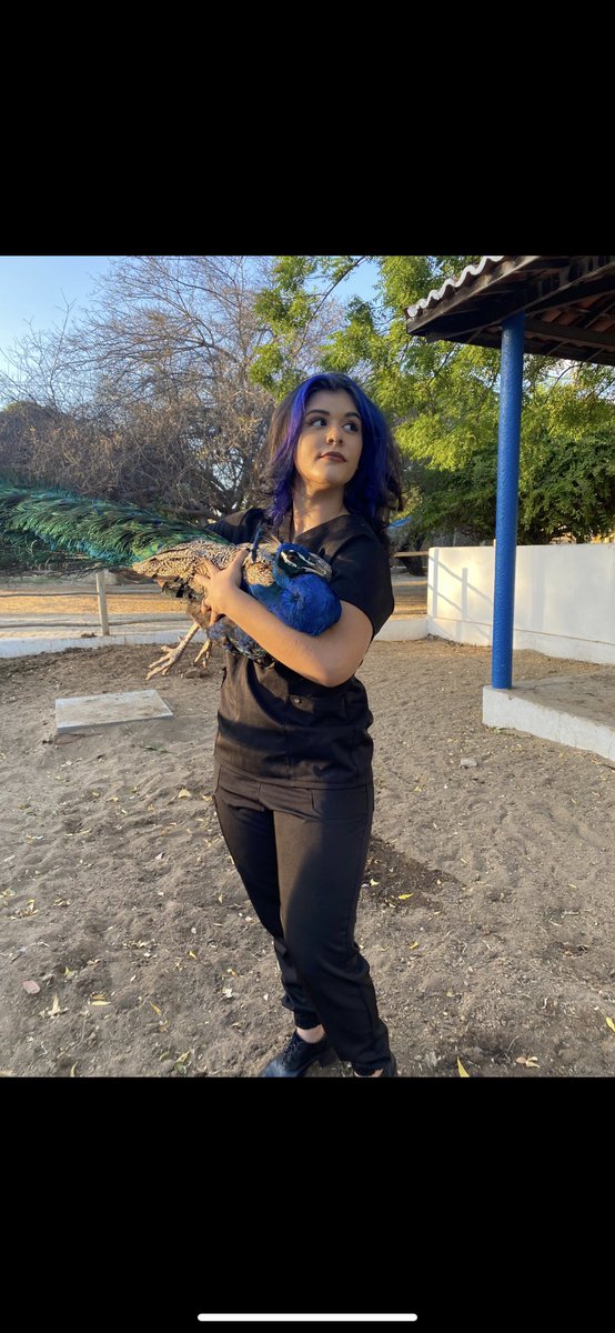 A foto mais bonitas de todas <a href="/kamaleaocolor/">Kamaleão Color</a> devia homenagear esse pavão