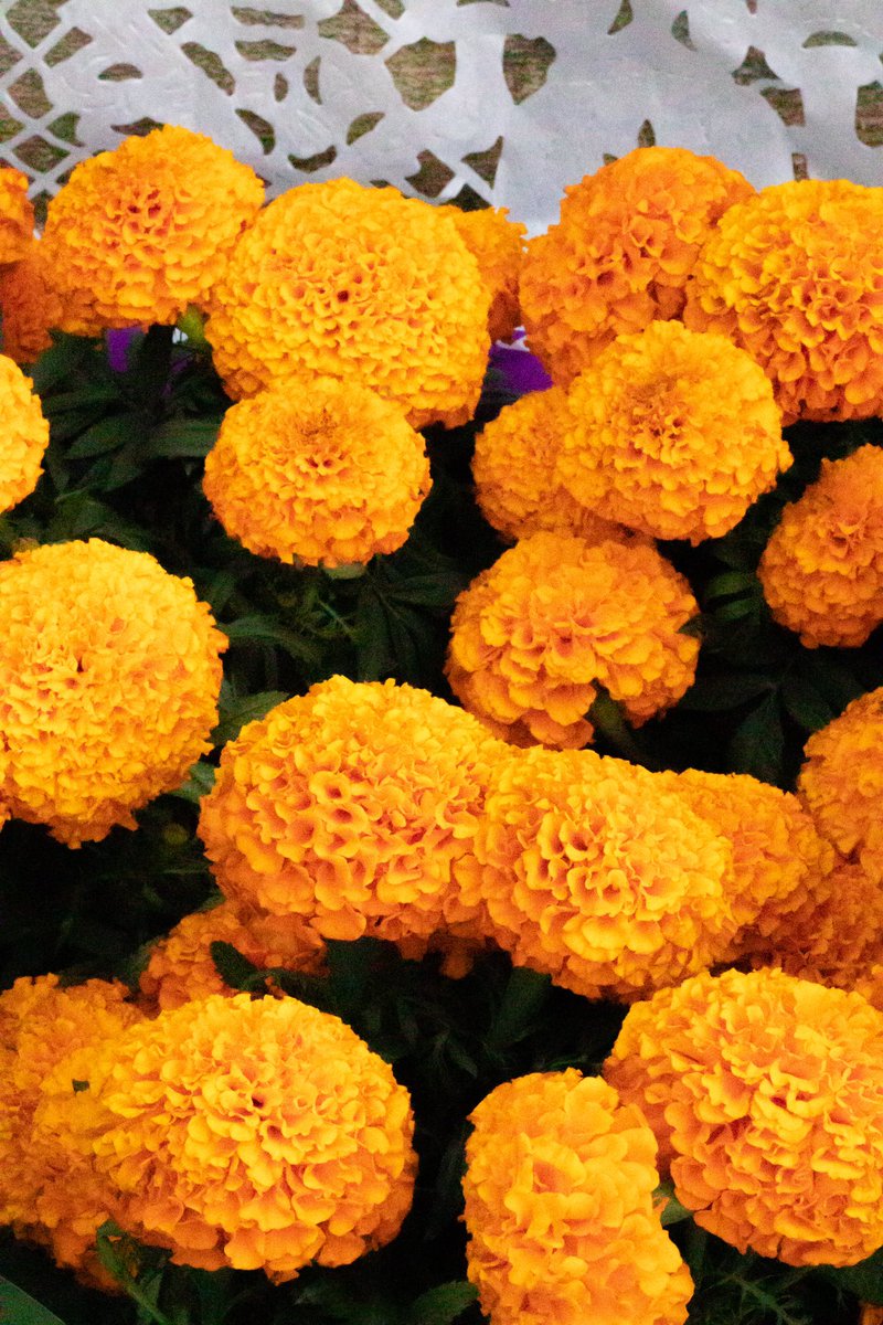 🏵😈🏵😈🏵😈 Día de muertos 💀 es una celebración de la vida, recordando a nuestros seres queridos con comidas y bebidas favoritas canciones y altares en su honor ✨ #DayOfTheDead #mexico #diademuertosmx #TradicionesMexicanas #diademuertos #altar #muertos #2nov #altardemuertos