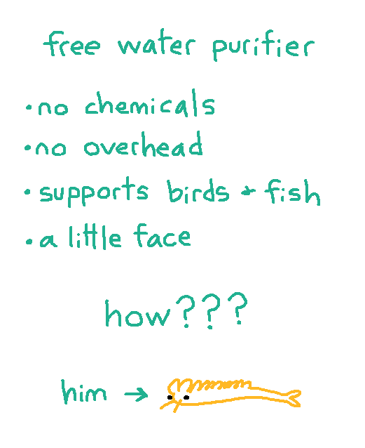 Mossworm1's tweet photo. here is my proposal for our new universally beloved ecosystem engineer, the shimp. bumper stickers coming soon https://t.co/cdmuWsqA4n