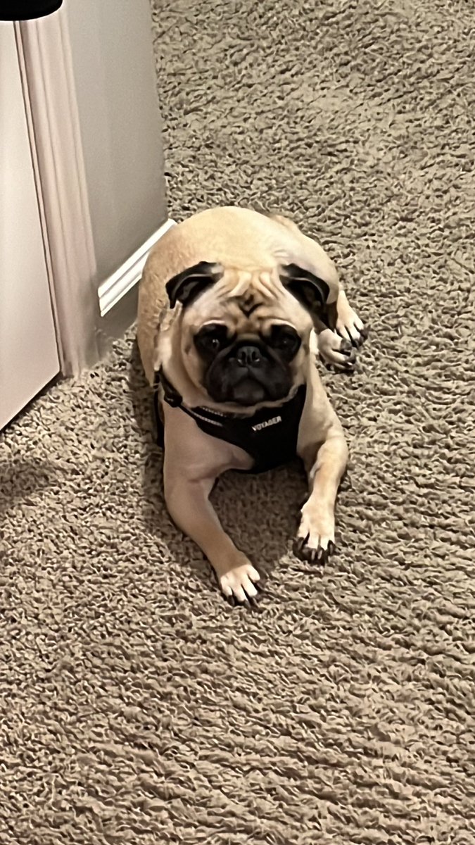 #PugTalk live shot. Watching me cook dinner. 😳