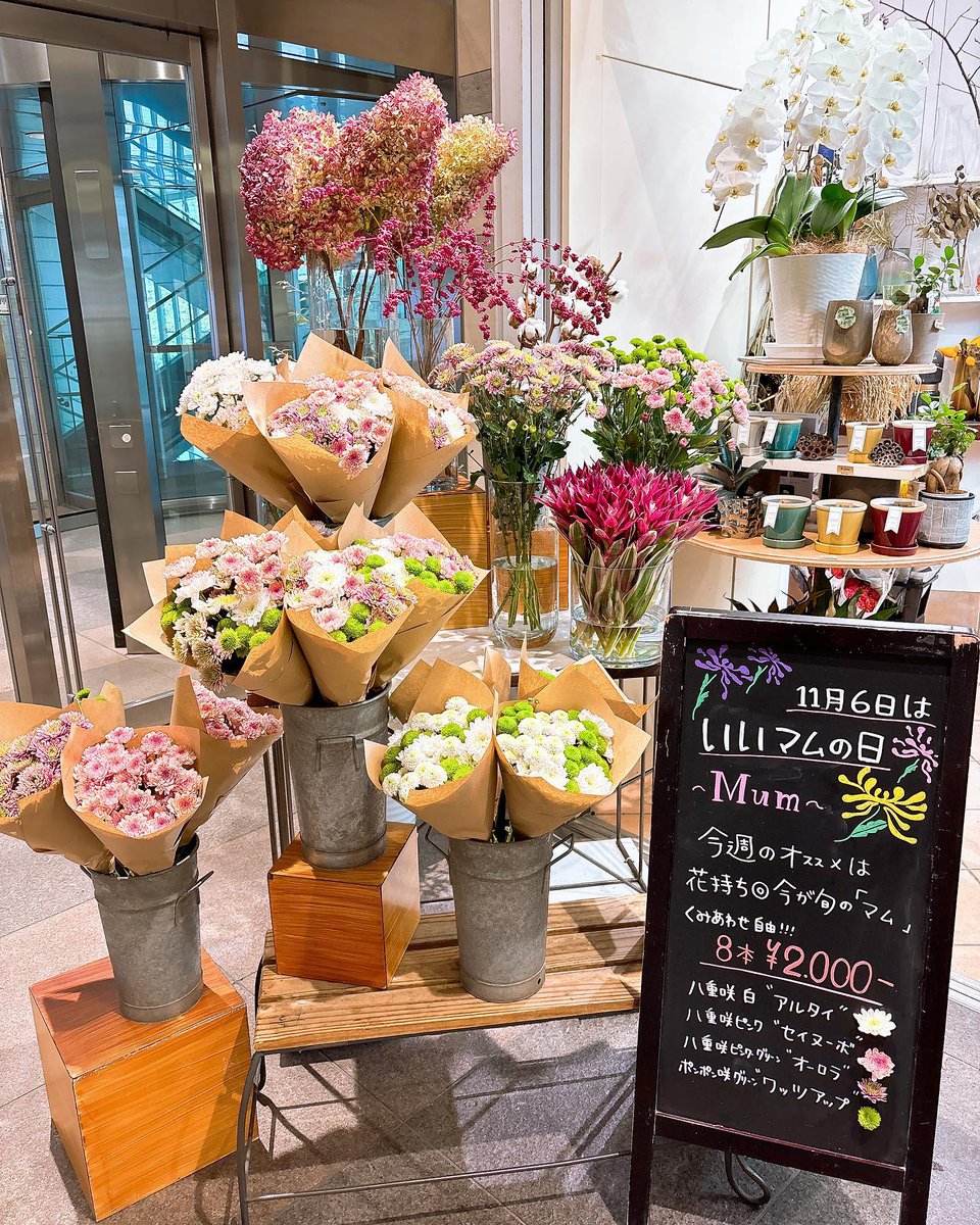 hakoneflorist's tweet photo. はこねフローリスト品川インターシティ店です♪

11月6日は「いいマムの日」🍀
「マム（mum）」とは日本の国花である「菊」のこと。

品川インターシティ店限定「��ムフェア」開催しております✨✨✨

8本2000円の特別プライス‼️
お好きなマムを組み合わせ自由です♪
https://t.co/ie4oyA81VX https://t.co/MRK7hTlDez
