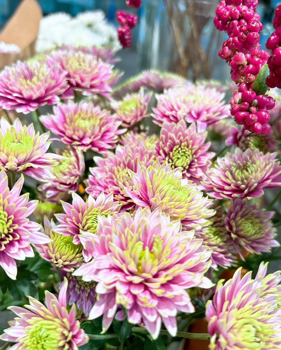 hakoneflorist's tweet photo. はこねフローリスト品川インターシティ店です♪

11月6日は「いいマムの日」🍀
「マム（mum）」とは日本の国花である「菊」のこと。

品川インターシティ店限定「��ムフェア」開催しております✨✨✨

8本2000円の特別プライス‼️
お好きなマムを組み合わせ自由です♪
https://t.co/ie4oyA81VX https://t.co/MRK7hTlDez