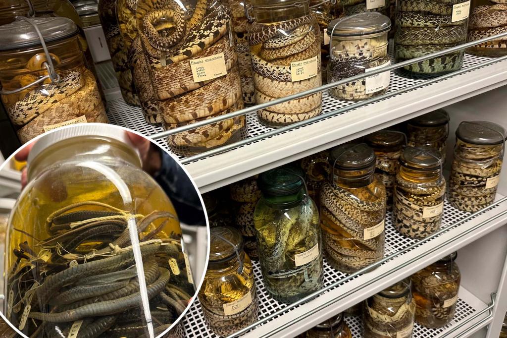 Trend_xX's tweet photo. University of Michigan museum now home to largest collection of snakes in the world https://t.co/Evt3ogl8si #غزه_مقبرة_الغزاة #جواهر_الكويتية #StormCiaran #ABC #nytimes #nyr #bbuk #bbuktv #See #Tv #work #GazaGenocide #Snakes #school #event #Hithill #CeasefireNOW #x https://t.co/A9LJFySKfI
