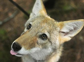 OnlyYotes tweet media