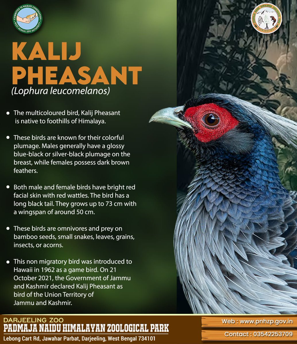 PnhzPark's tweet image. #funfacts about #kalijpheasant 

#pnhzp #darjeeling #researchh #education #conservation #cza_delhi #moefccgoi