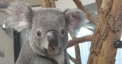 kanazawazoo317's tweet photo. 【記者発表】金沢動物園と多摩動物公園でコアラの繁殖計画に沿った個体移動を行います　詳細はこちら https://t.co/ux6JTxcqIA https://t.co/agzcWG3AP5