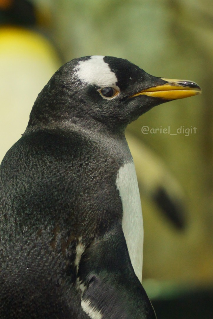 ペンギンちゃん🐧 (@ariel_digit) / Posts / X