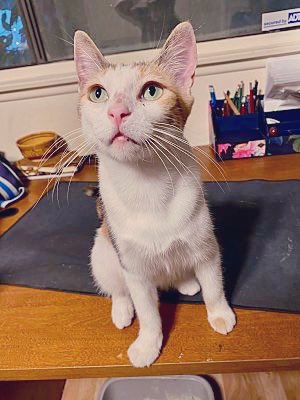 TheCatsMeowInc's tweet photo. West Coast #WhiskersWednesday  with Aurora!

This photogenic 1yo dilute calico girl loves people (and kitties!) and is available for adoption through our Los Angeles rescue!

#XCats #CatsOfX #AdoptDontShop https://t.co/1MZt7TMarw