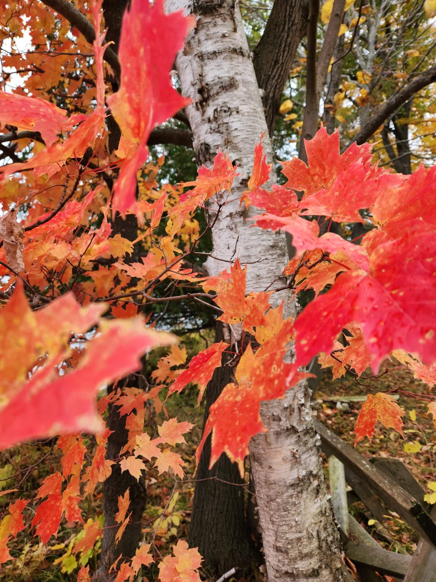 A picture of nature in transition. Farewell maple leaves...till springtime when we meet again. And birch tree, I hope you live as long as you can here by the water's edge.