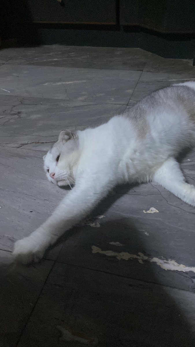 คุณชายหมูนุ่มที่เท่ๆไงพิพิ tweet media
