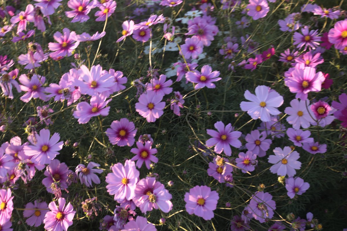 downburst797's tweet photo. 今年は見���に行けてよかったです🌸 https://t.co/wewkX05LAU