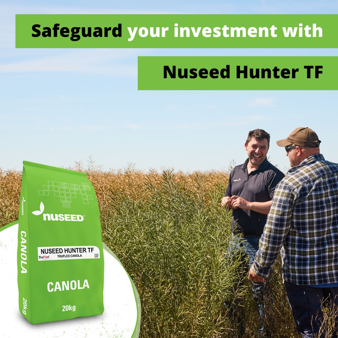NufarmSeedsAU's tweet photo. Heard about our new method for rating #canola pod shatter? 🧬 Hunter TF is the champion of our #podshatter tolerance, protecting against #yield loss. Compact plant height, early to mid maturing + a superior disease package.
Safeguard your investment 👉 https://t.co/ijU7Bk22pA https://t.co/ARlZyPFgE9