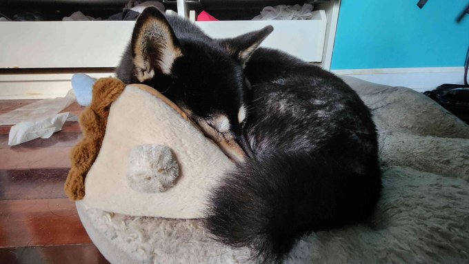 behold the pie doge :3 https://t.co/OhA5QXk1dL<a href="/tag/nnn"class="tags"><span>#nnn</span></a>