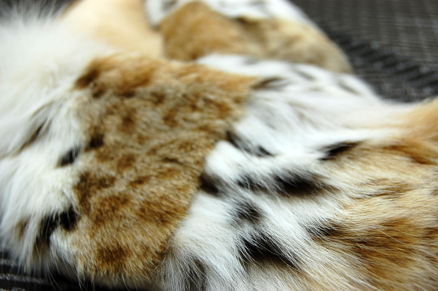ELENI'S  FURS & CRAFTS ✨希少良品✨ ロシアンハット 毛皮 new antique fur ¶ 毛皮の王様ロシアンセーブルゆったり大き目