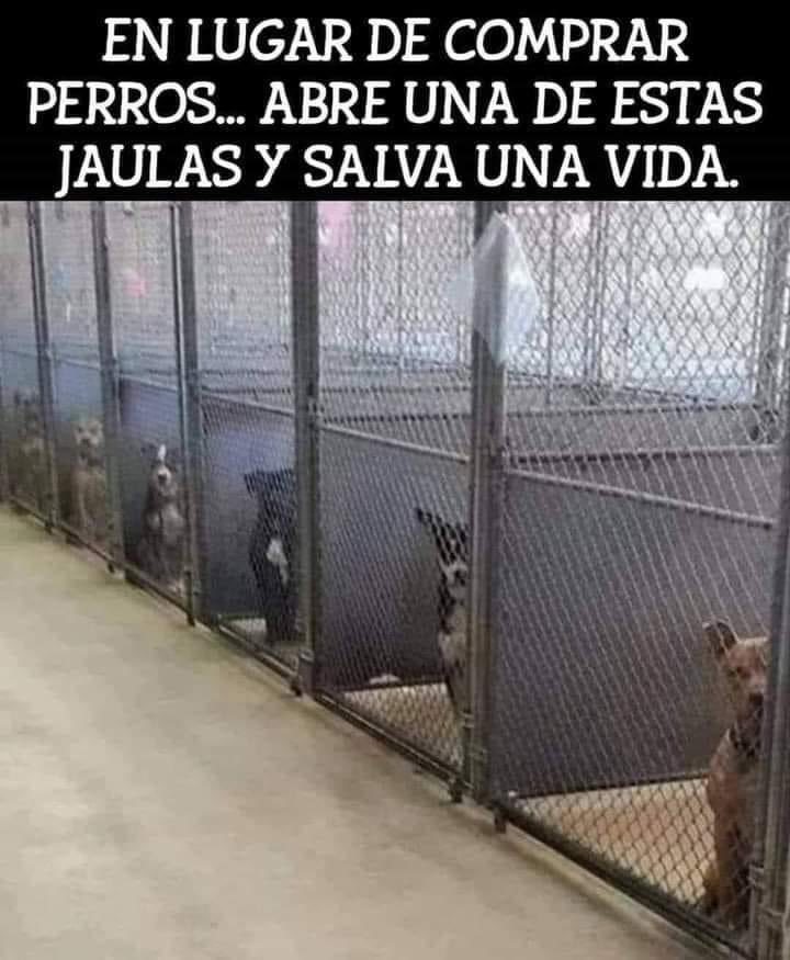 HELA_MORE's tweet photo. Los antirrábicos están llenos de perritos esperando la muerte 🥺
Salva una vida 🙏🏼 https://t.co/IyzmEt0ENY