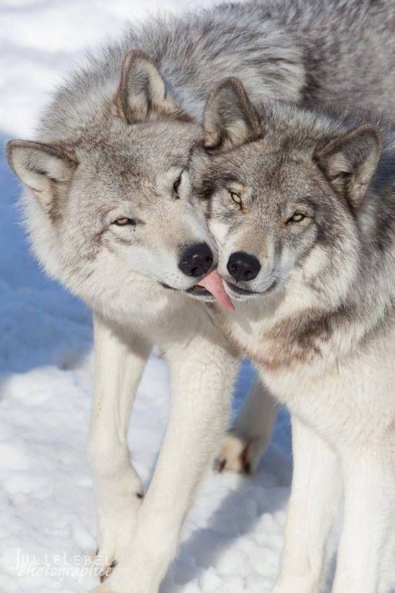 Errante__Lobo's tweet photo. El amor es la más fuerte de todas las pasiones, porque se apodera simultáneamente de la cabeza, el corazón y el cuerpo. https://t.co/nXX4tdIajs