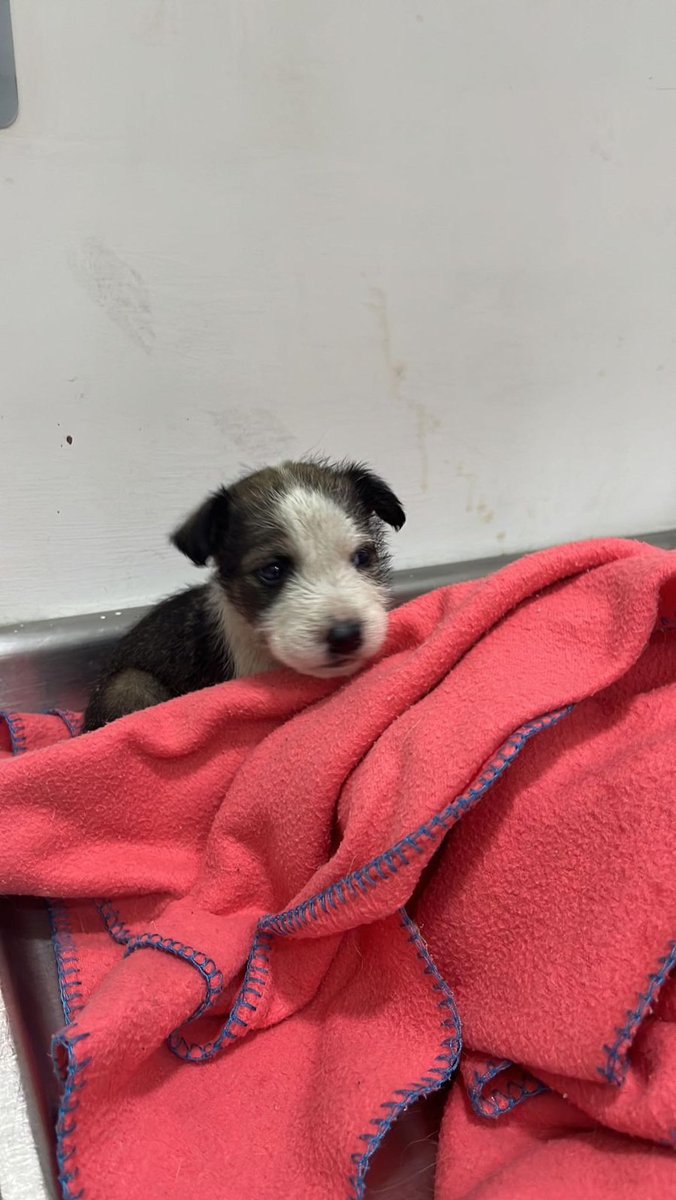lithiumsodium_'s tweet photo. En BARRANQUILLA - Snoopy es un perrito macho rescatado, tiene aproximadamente 45 días, raza única. Salió positivo para parvo y coronavirus pero hasta el momento no ha manifestado síntomas. Negativo para moquillo. Le están dando tratamiento para mejorar su sistema inmune. https://t.co/uiD3hswvST