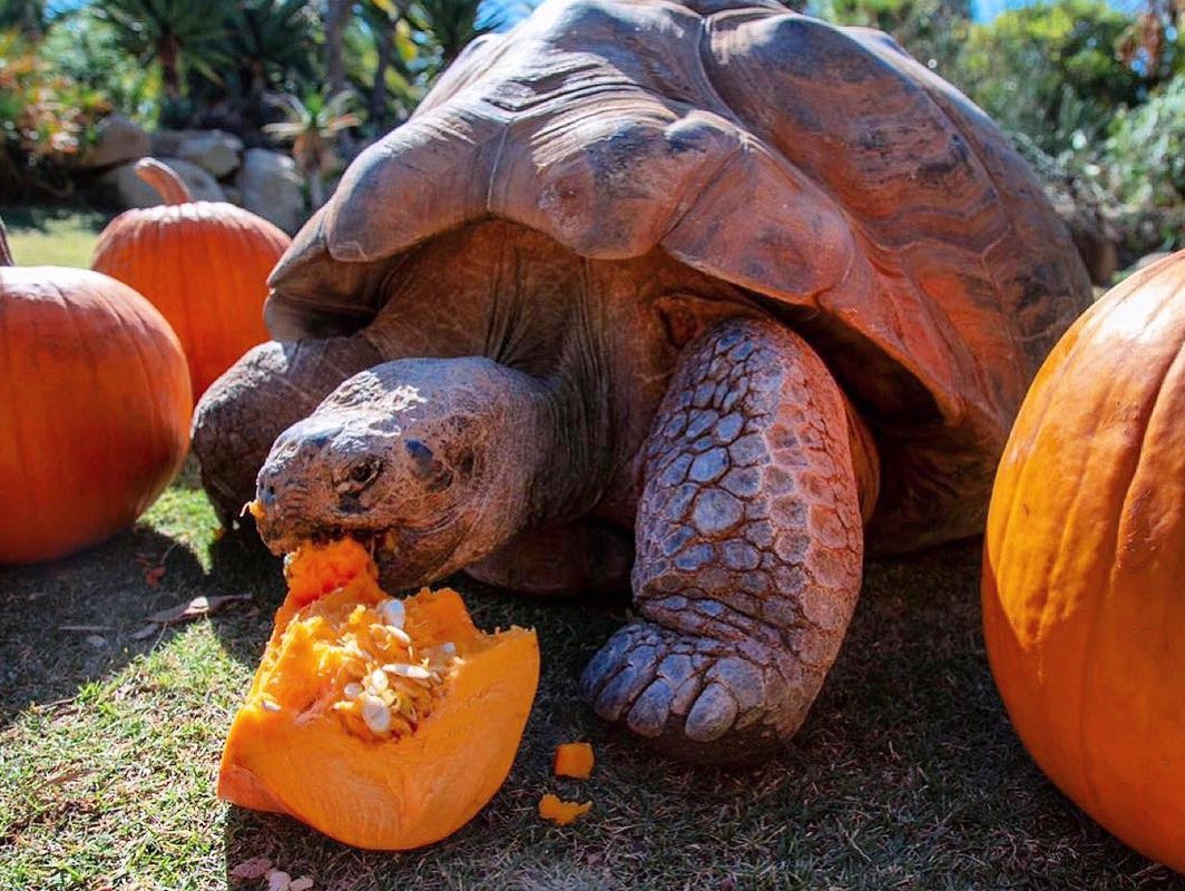 We hope you all had a safe &amp; happy Halloween! After the trick-or-treating is done, our tortoises’ are happy to help clean up the left over jack-o-lanterns! 🎃🐢
