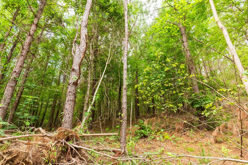 land_listings's tweet photo. Lexington, TN | $78,200 | 13.75 Acres | Whiskey Ridge: Your Serene Escape with Tract 93's Beauty https://t.co/wpavywhBBm #residentialproperty #buyland #build #acre #Tennessee #realestate #land #cheapland #investing #land https://t.co/YN3SmRgAXt