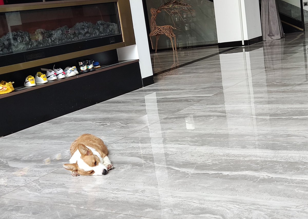 😞 院子快要被翻遍了。