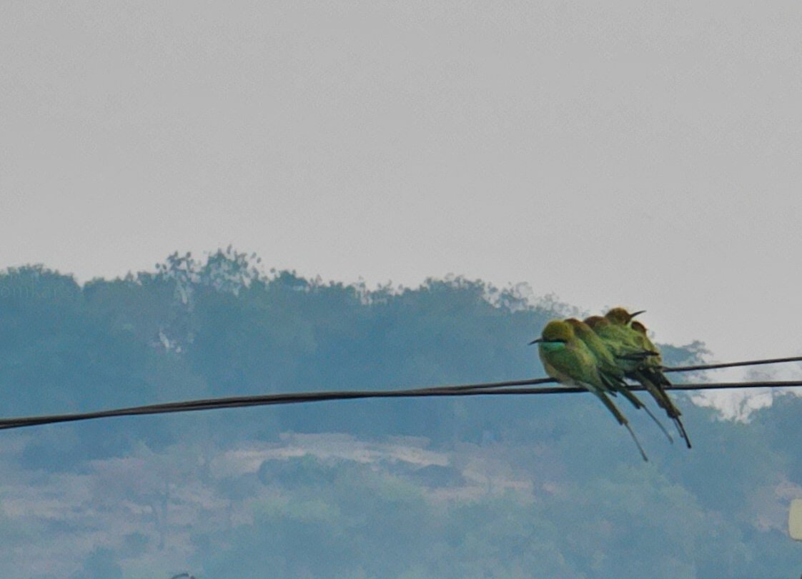 Winter has come - probably for them ❄️
#goodmorning 

#backyardbirds
#mobilephotography 
#MyBirdPic
#clickforIndia