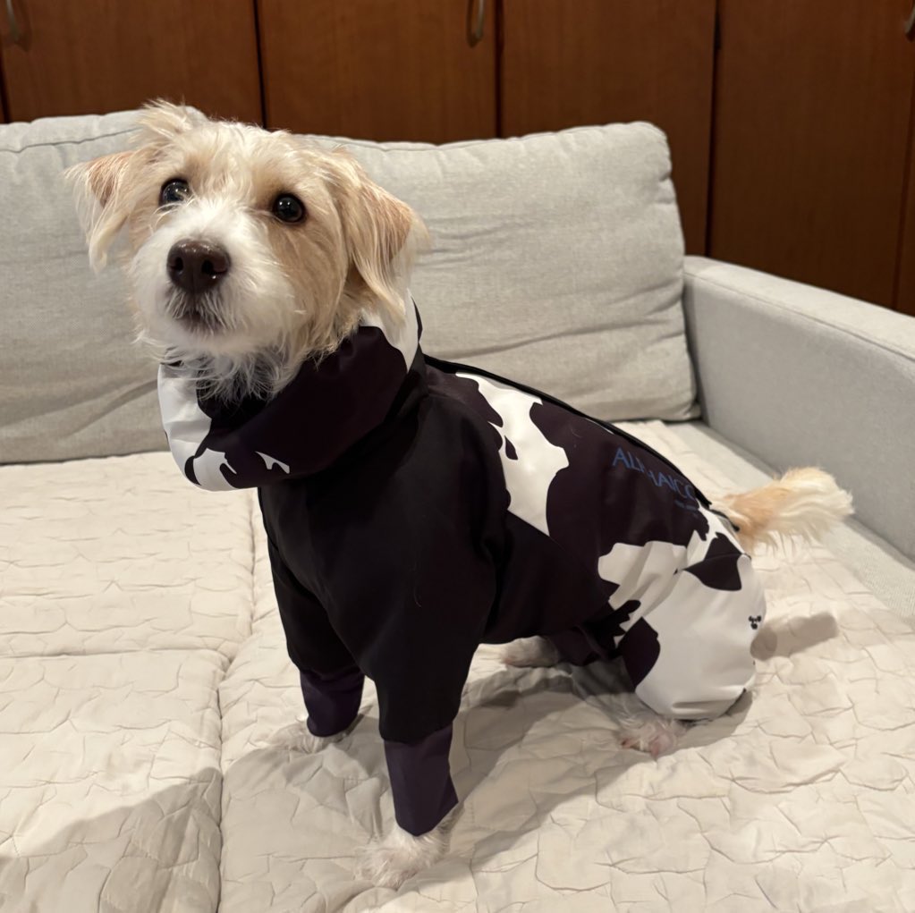 JackRussell_wwf's tweet photo. 冬のジャンパーが届いた！
寒さもへっちゃらだね🐶🌟 https://t.co/mmbZ0hWbHk