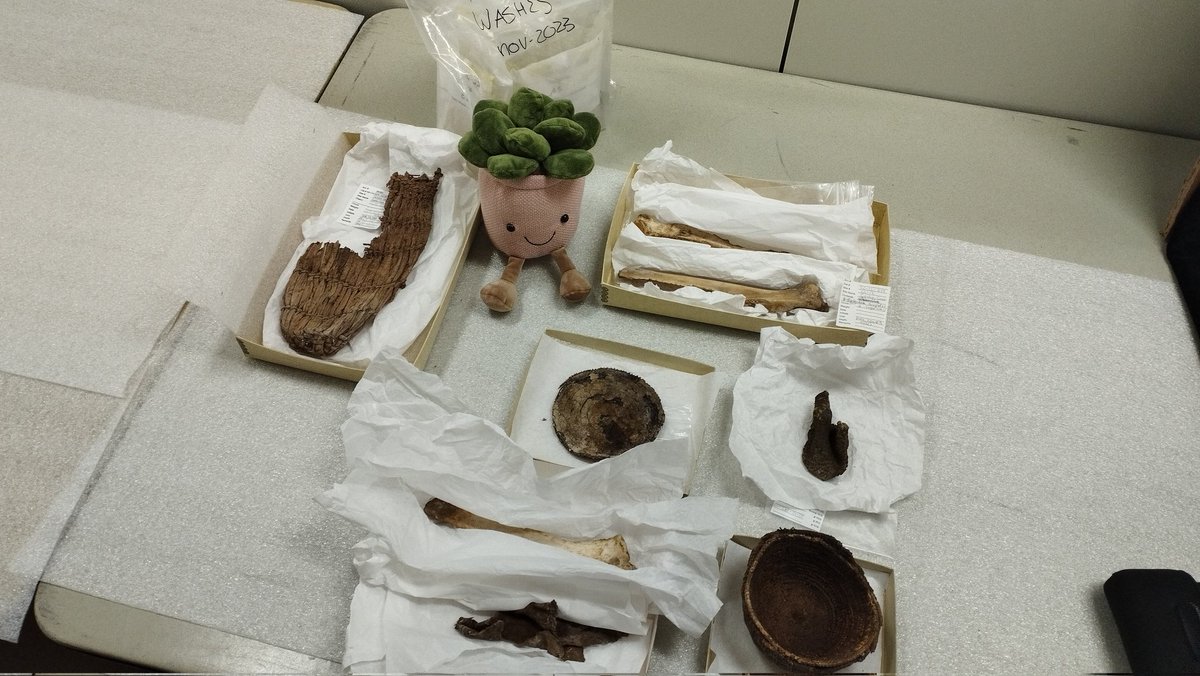 MescalProject's tweet photo. Two full days of intense work in @sbnature making #PollenWashes from archaeological objects, Mescalita is pretty happy! https://t.co/yElV9hqWcD