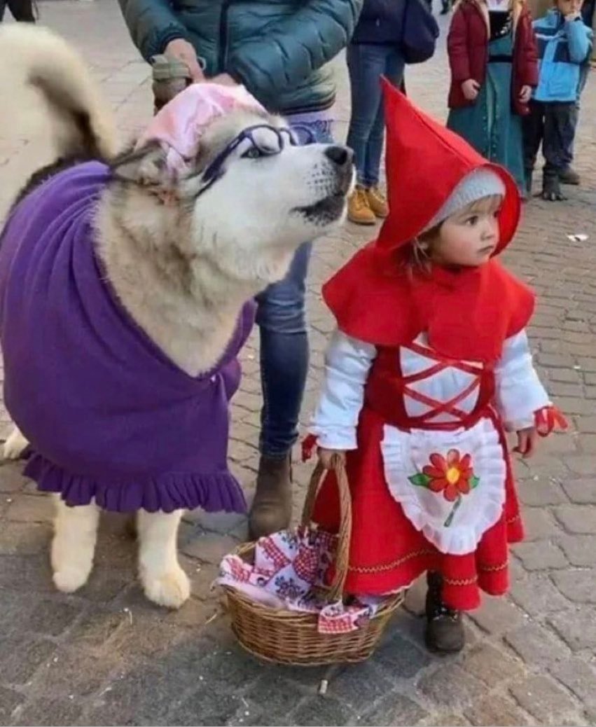 NecesitoUnPerro's tweet photo. Cada que veo esta imagen digo el mejor disfraz de halloween!!

Y como se disfrazo tu  perrito hoy? https://t.co/AeX6EvSHMD