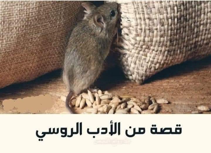 akiluno_a's tweet photo. قصة من الأدب الروسي لتولستوي 
كان فأر يعيش تحت مخزن للحبوب في أرضه ثقب صغير ينفذ منه القمح حبة حبة. كان هذا الفأر يعيش أيامًا سعيدة، لكنه أراد، ذات يوم،أن يتباهی برفاهيته، فقرض الخشب، ووسع الثقب، ودعا فئرانًا أخرى إلى زيارته :
ء هيا إلى جولة في بيتي. ستجدون فيه ما يكفي الجميع من الطعام.
لكنه عندما أدخل الفئران لاحظ أن الثقب لم يعد موجودًا. لقد شاهدالفلاح أن الثقب قد اتسع فسده.
العبرة:
من أسباب انقطاع الأرزاق هو الرغبة بإظهار البذخ والمبالغة في ذلك، فيكون ذلك سببًا لتسليط الأضواء على من يفعل هذا ويكون بعد ذلك الهلاك!
ما دامت أعمالك تسير على ما يرام، فاكتم أخبارك عن الآخرين وتمتع بما لديك.
