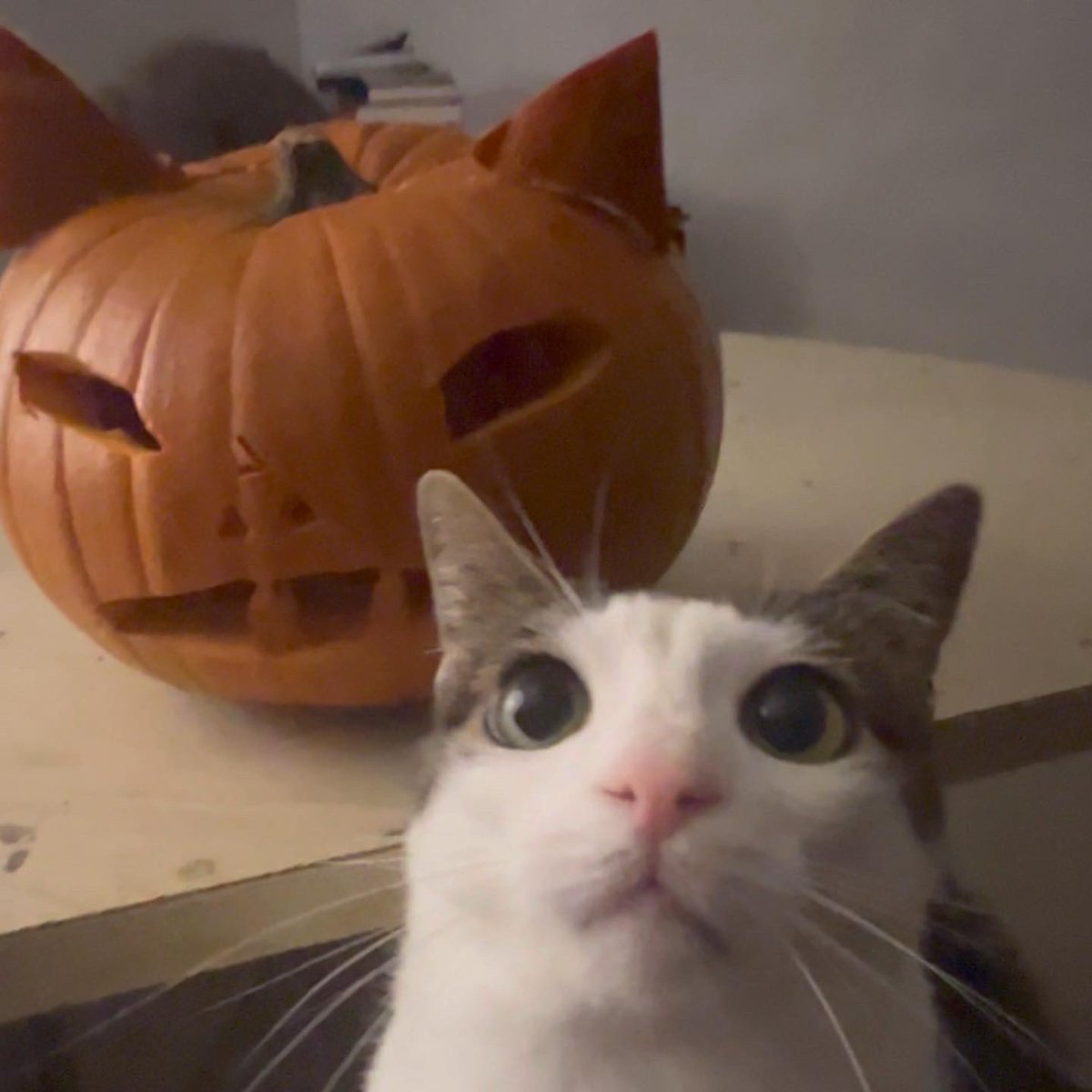 monkeycatluna's tweet photo. Crunchyween https://t.co/HKg9fk1bL0